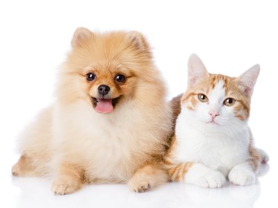 Cat and Dog Laying down Together